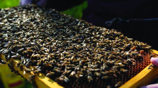 AgriLife Extension’s Beekeeping 101 supports new beekeepers with research-backed program