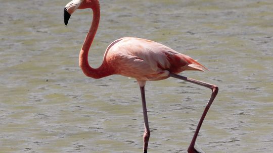 Birdwatching
