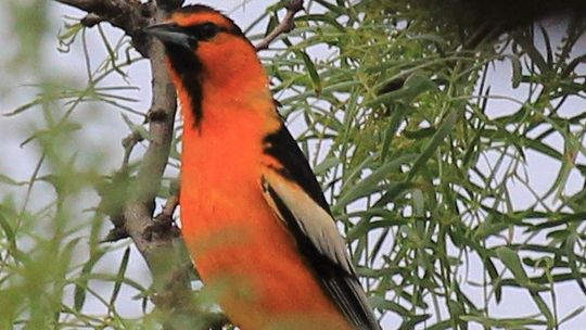 Bullock’s Oriole