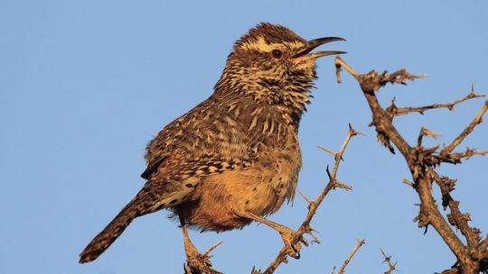 Cactus Wren