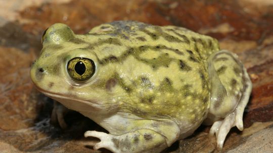 Couch’s Spadefoot