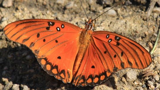 Gulf Fritillary