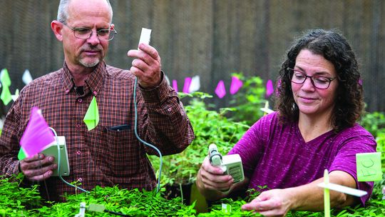 How Texas is perfecting the peanut
