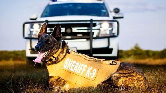 K9 Hunter retires