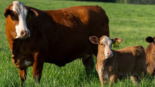 Low herd inventory ripples through U.S. beef market