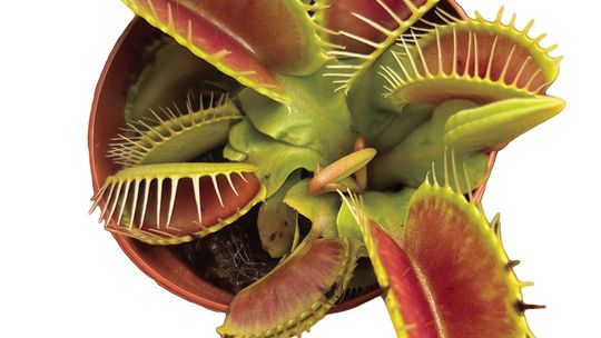 Scenic Root adds carnivorous plants