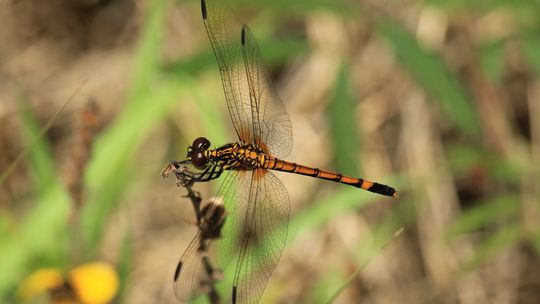 Seaside Dragonlet