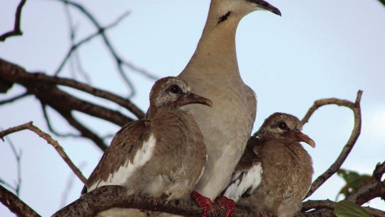 White-winged dove