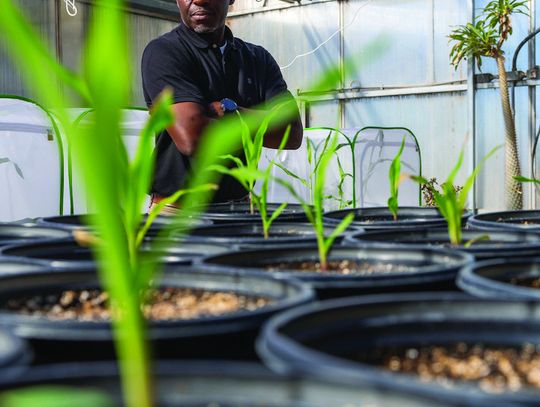 A season in decline — diagnosing a failing crop