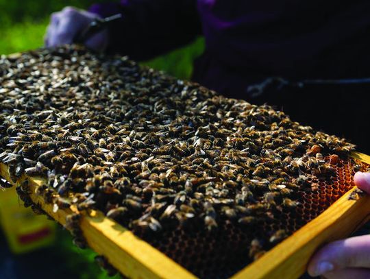AgriLife Extension’s Beekeeping 101 supports new beekeepers with research-backed program