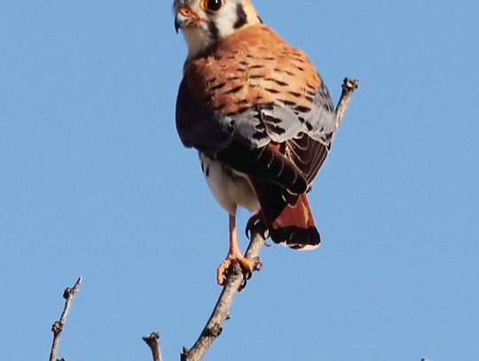 American Kestrel