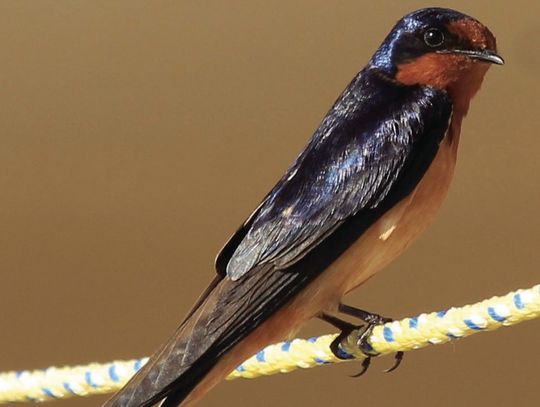 Barn Swallow