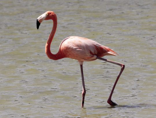 Birdwatching