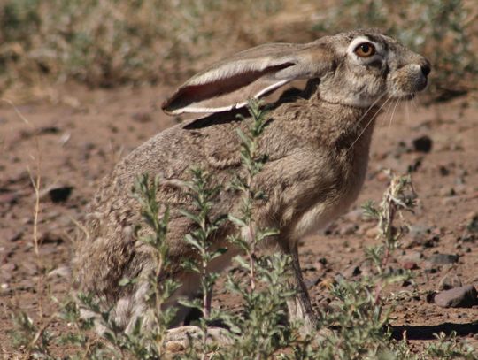 Black-tailed Jackrabbit