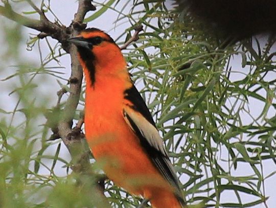 Bullock’s Oriole