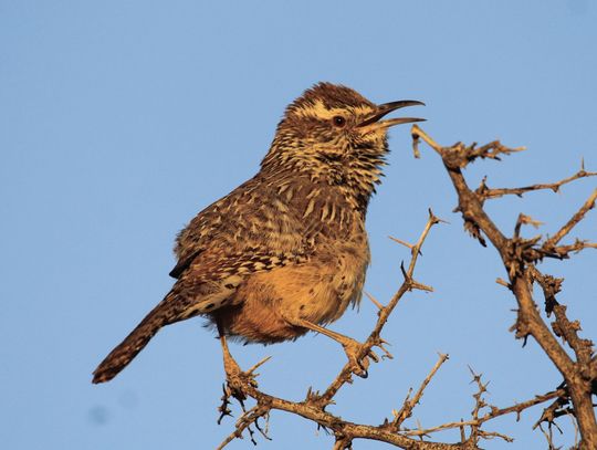 Cactus Wren