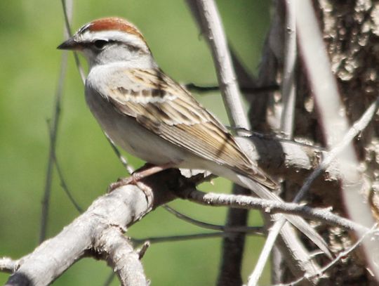 Chipping Sparrow