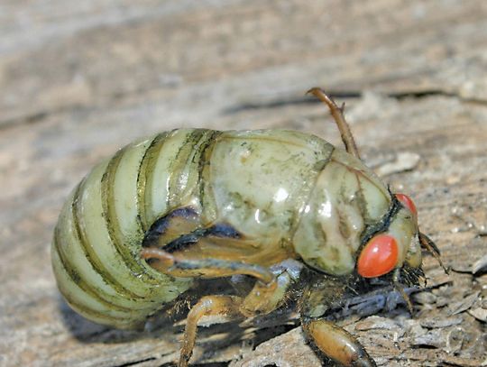 Cicadas’ summer song has fascinating story
