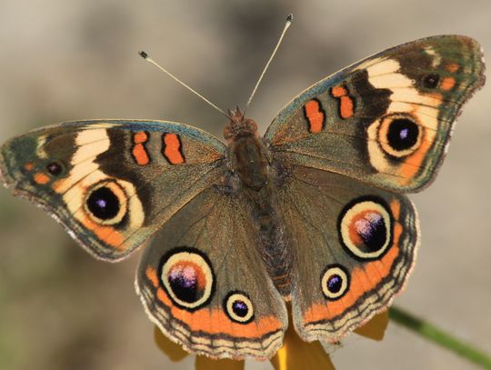 Common Buckeye