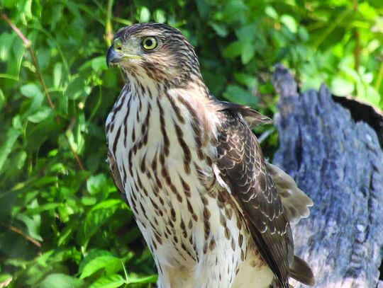 Cooper’s Hawk