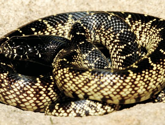 Desert Kingsnake