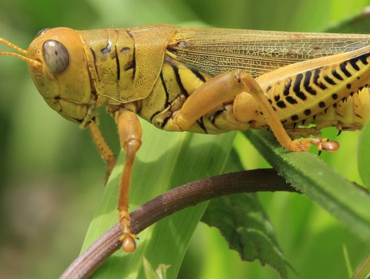 Differential Grasshopper
