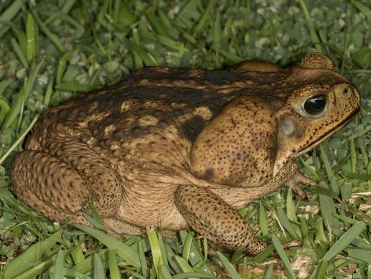 Giant Toad