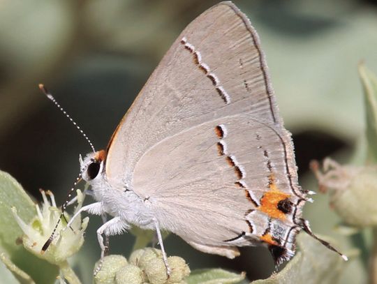 Gray hairstreak