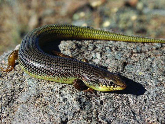 Great Plains Skink