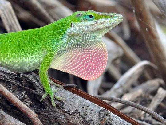Green Anole