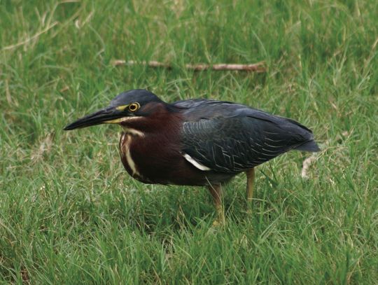 Green Heron