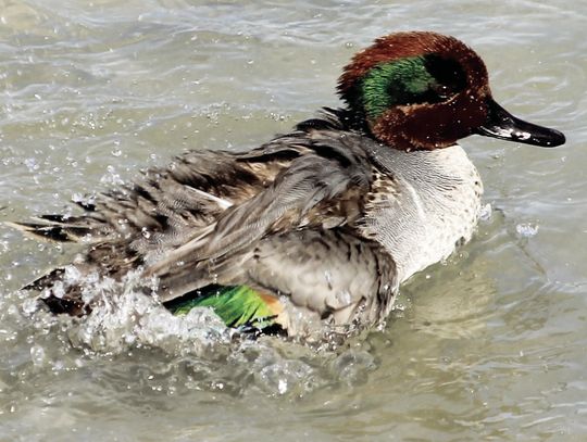 Green-winged Teal