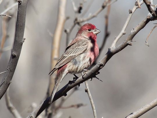 House Finch
