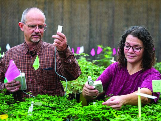 How Texas is perfecting the peanut