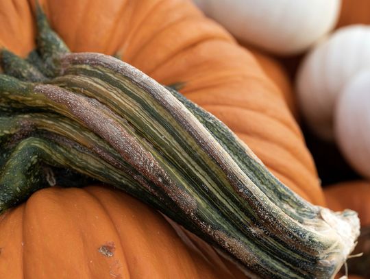 It’s science: Why a pumpkin is actually a fruit