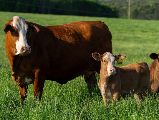 Low herd inventory ripples through U.S. beef market