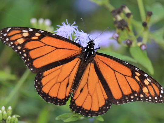 Monarch butterfly
