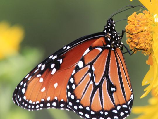 Queen Butterfly