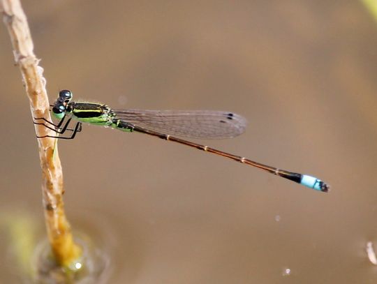 Rambur’s Forktail