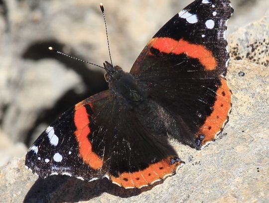 Red Admiral