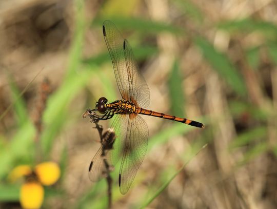 Seaside Dragonlet
