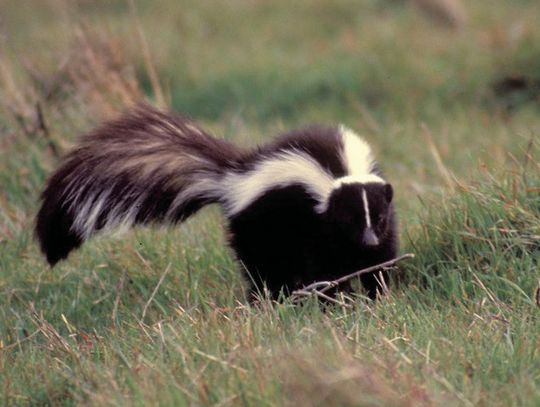 Striped Skunk