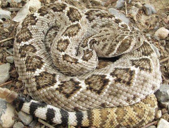 Western Diamondback Rattlesnake