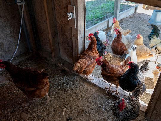 What is avian influenza? Fast facts on ‘bird flu’ in the U.S.
