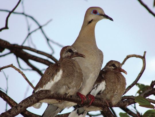 White-winged dove
