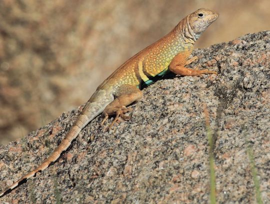 Wild About Texas - Greater earless lizard