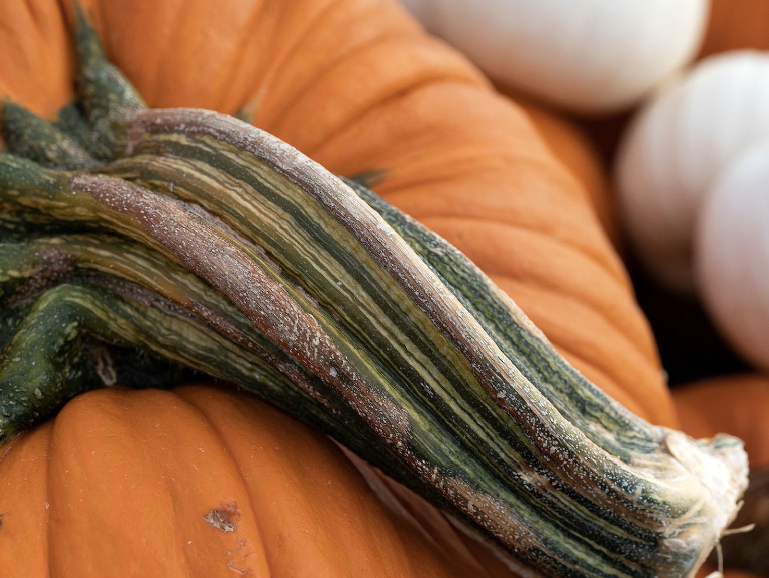 It s science: Why a pumpkin is actually a fruit