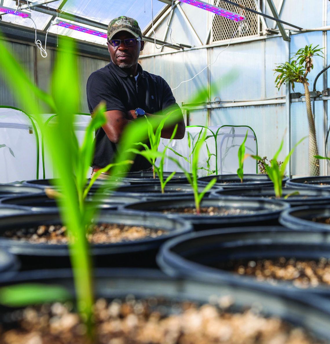 A season in decline — diagnosing a failing crop
