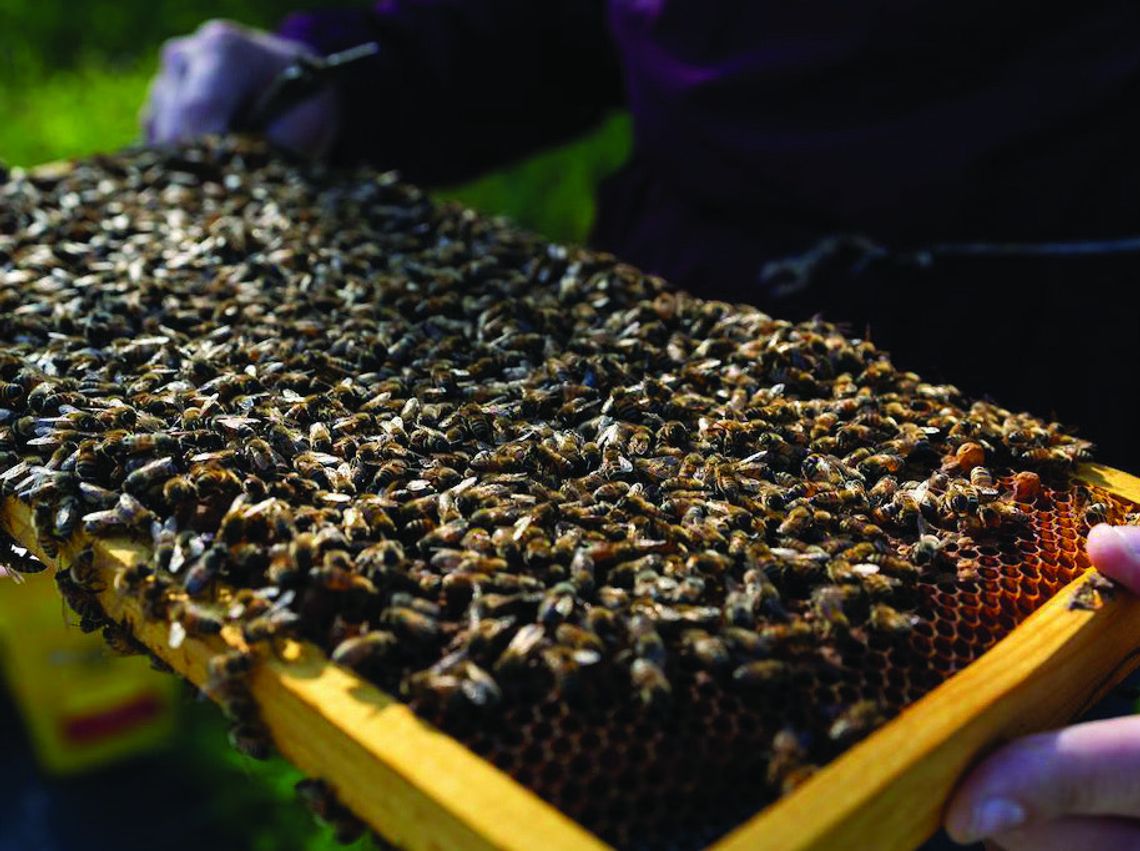 AgriLife Extension’s Beekeeping 101 supports new beekeepers with research-backed program