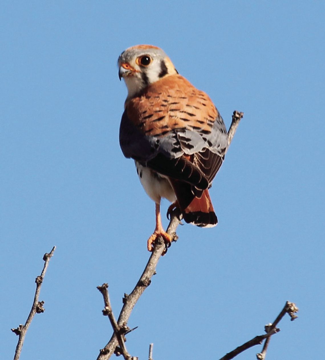 American Kestrel